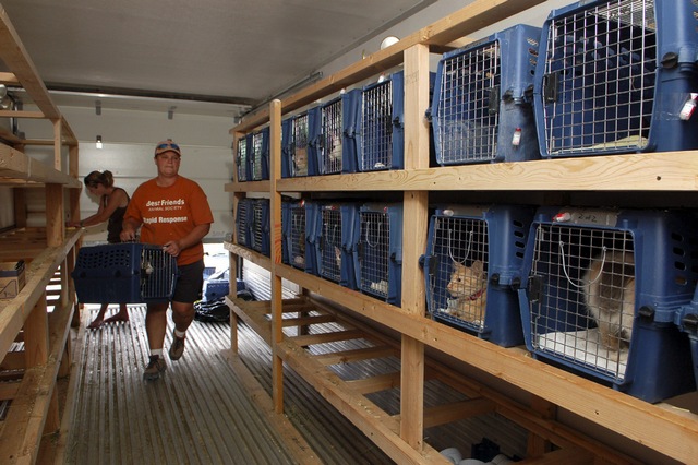 dónde conseguir un gatito, decidieron tener un gatito, dónde encontrar un gatito, adoptar un gatito de conocidos, adoptar un gatito en un criadero, gatito de un refugio, gatitos en la calle