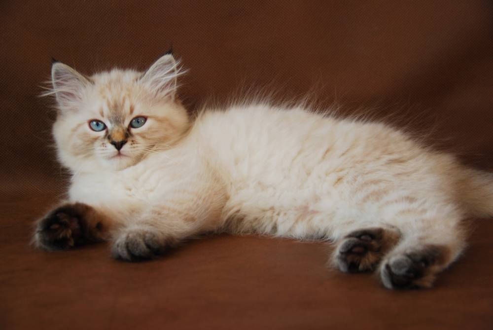gatos de la raza Nevskaya Maskaradnaya