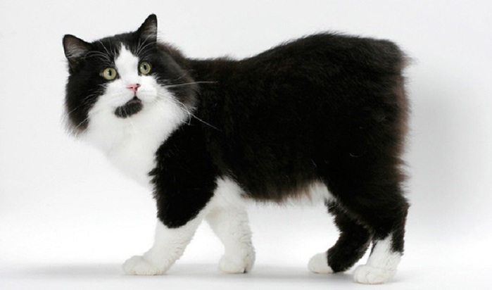 Cymric (gato galés) foto