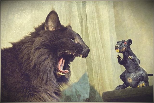 El gato es un depredador, la rata es una presa