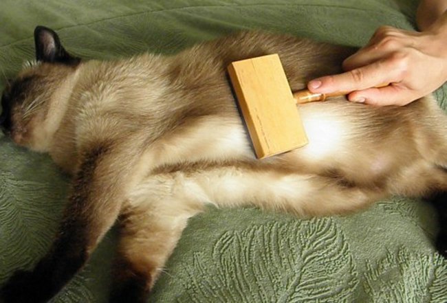 cepillado del gato