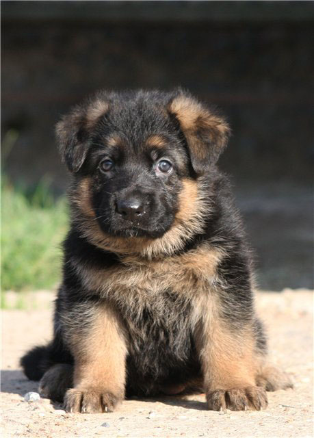 cachorro de pastor alemán