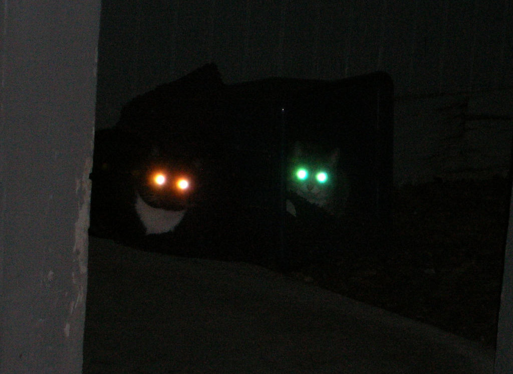 Dos gatos con ojos brillantes