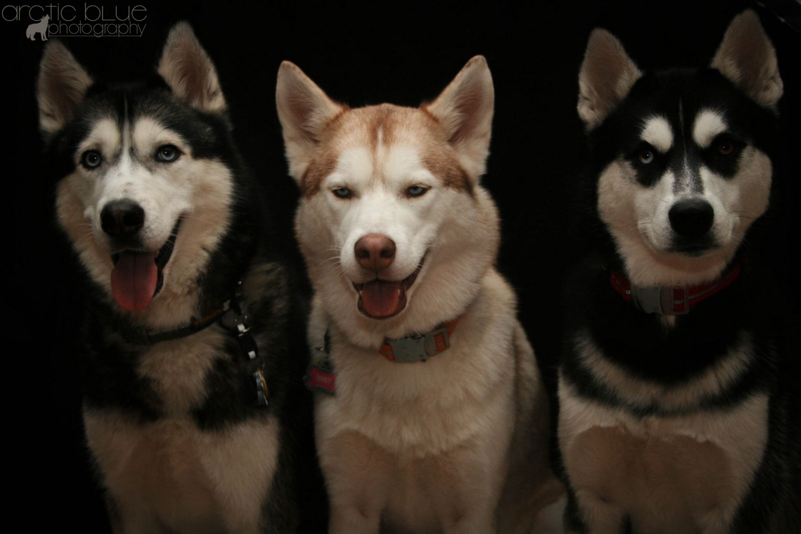 Tres hermosos huskies