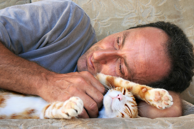 gatos curanderos
