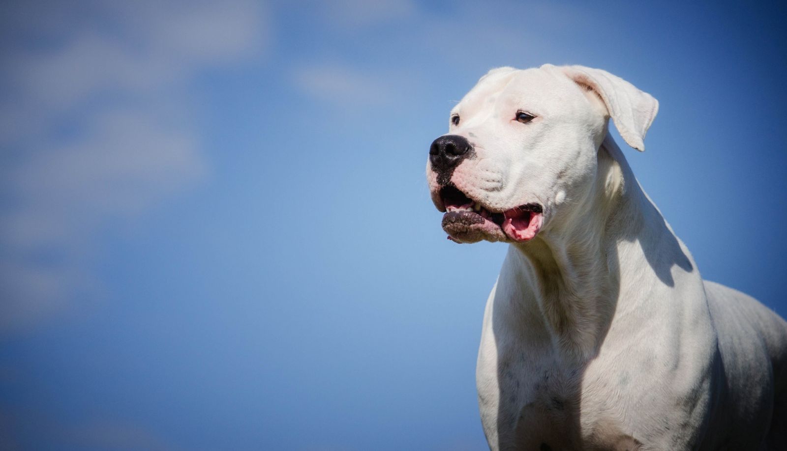 Dogo argentino (mastín) foto