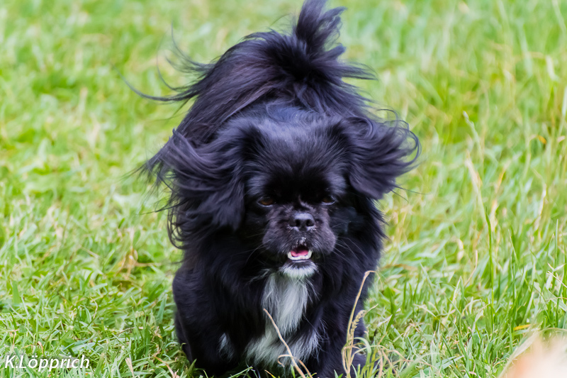 Pekinés negro