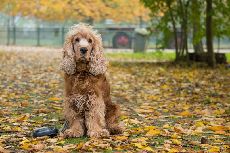 Cocker spaniel sentado en un parque otoñal