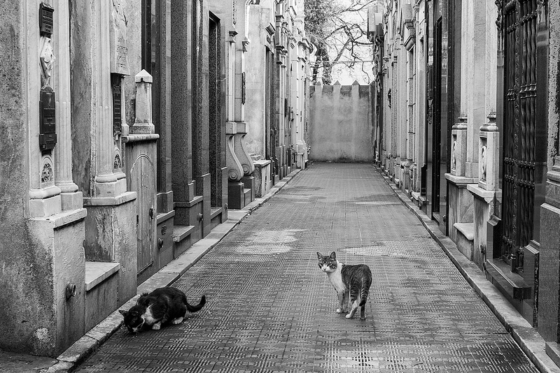 Anuncios de gatos perdidos