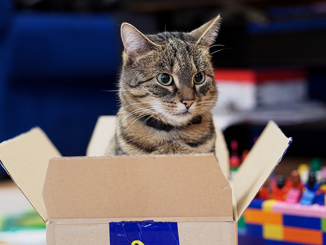 El gato y las cajas
