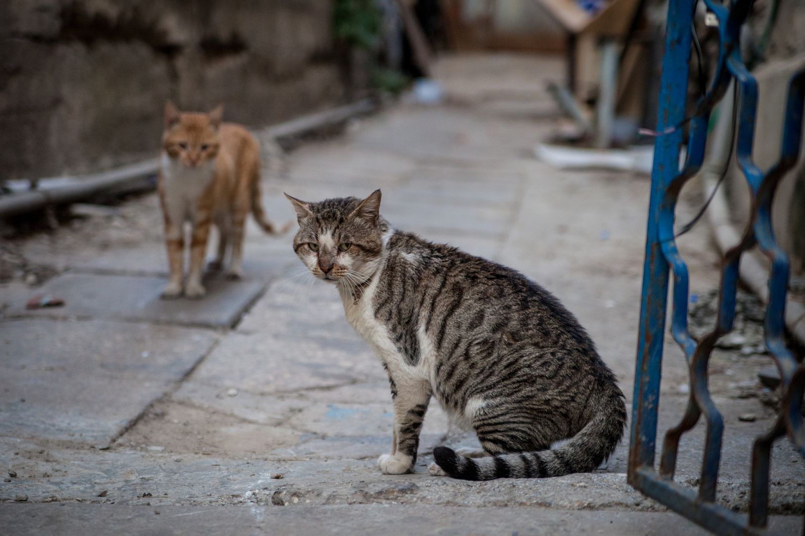 gato perdido