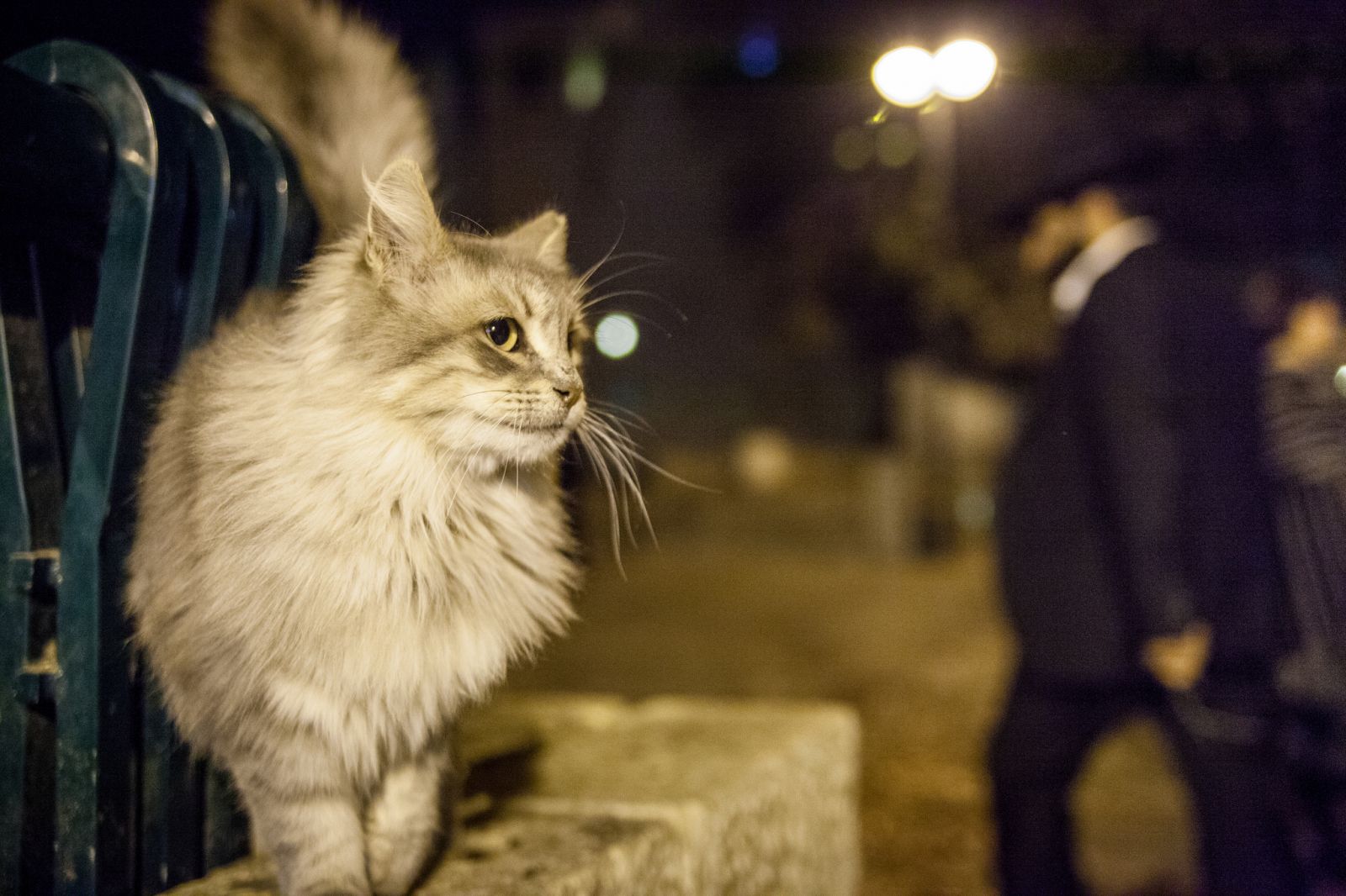 calle, gatos, qué hacer si se pierde un gato, ayuda, búsqueda del gato, el gato se ha ido