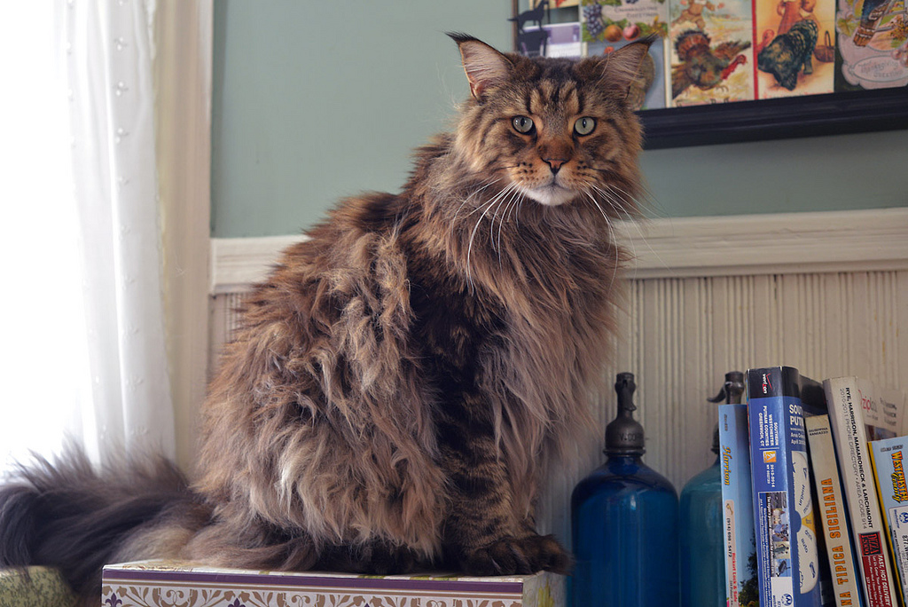 Maine Coon en una estantería