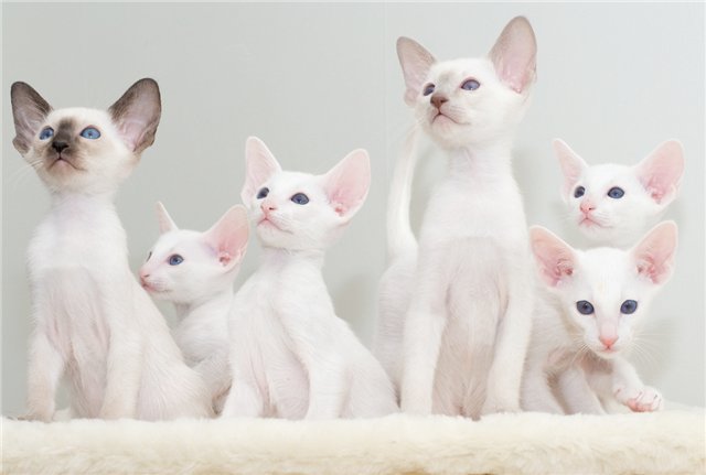 gatos de la raza Foreign White