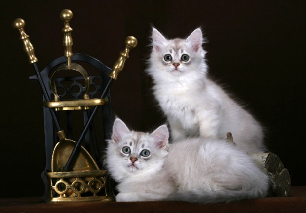 Fotografías de gatos de la raza Chantilly-Tiffany