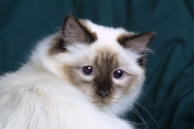 Historia del origen de los gatos de raza Ragdoll, fotos de gatos de raza Ragdoll, carácter de los gatos de raza Ragdoll.