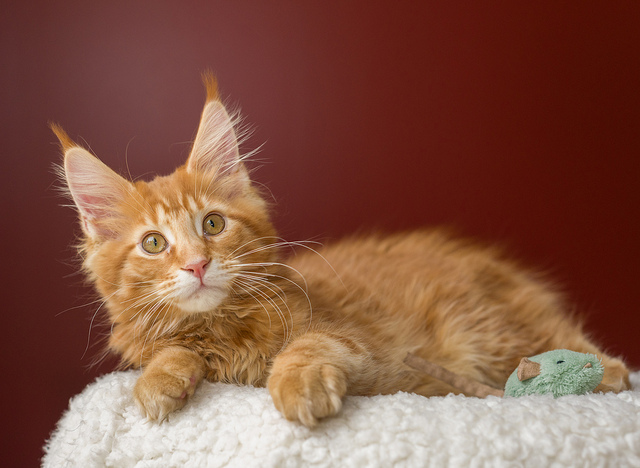 Gatito rojo de Maine Coon