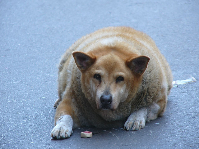 Los perros sobrealimentados sufren
