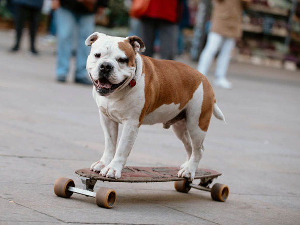 Exposición canina