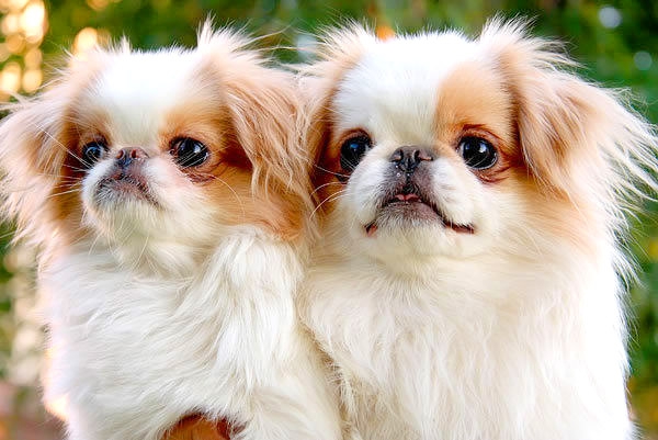 Japanischer Chin-Hund