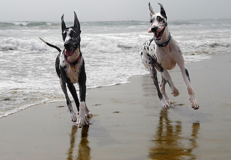 Dogos alemanes