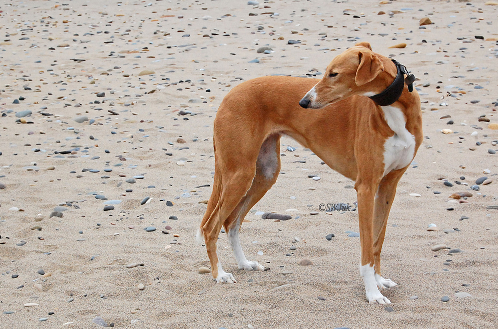 Galgo