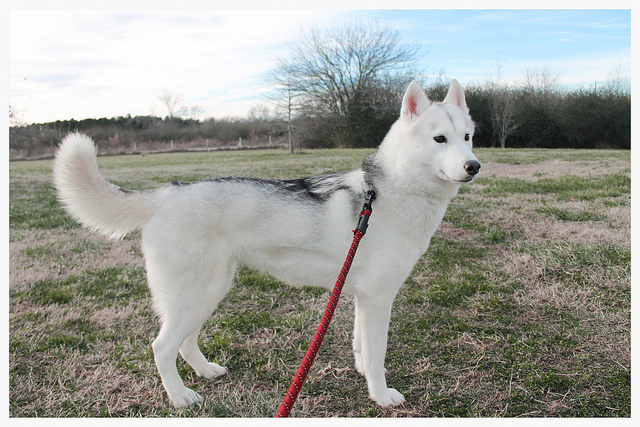 Husky con correa