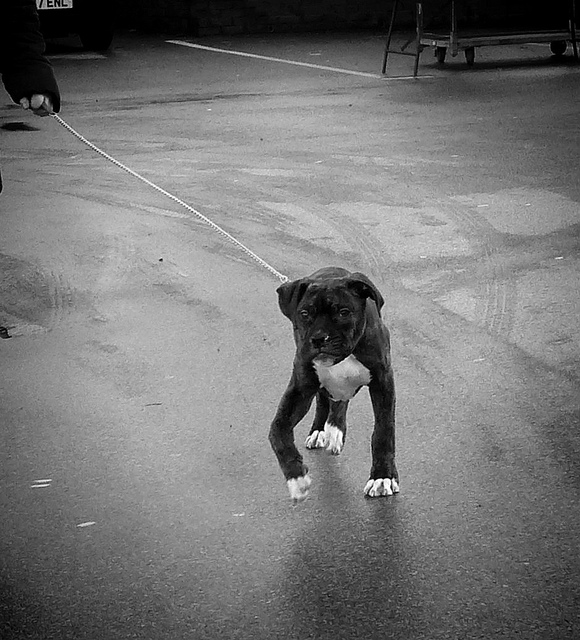 raquitismo en un cachorro