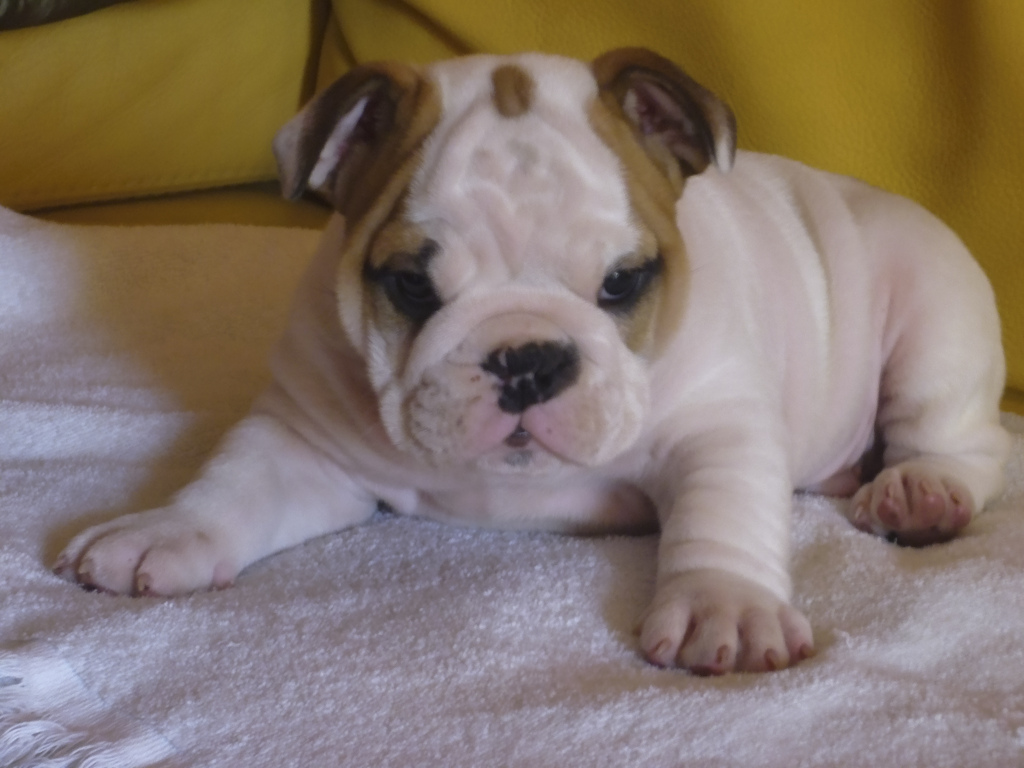 cachorro de bulldog inglés