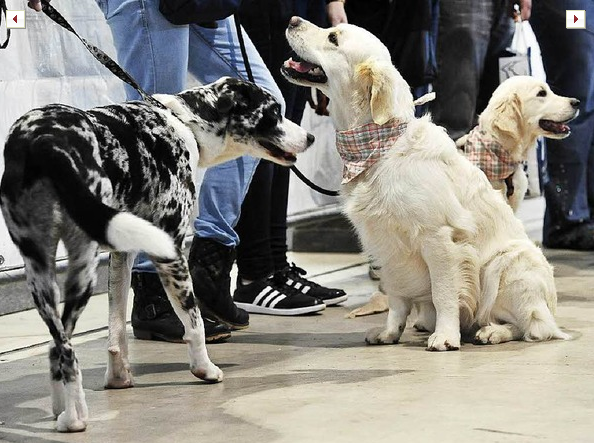 Exposición canina