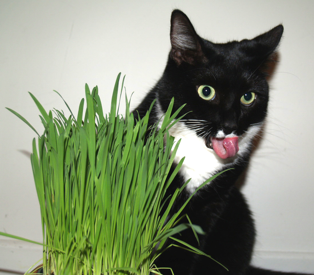 El gato come hierba