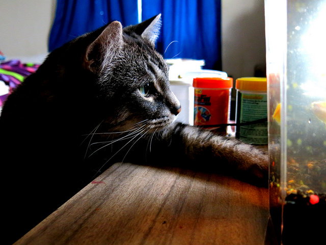 A los gatos les encanta observar a los habitantes del acuario.