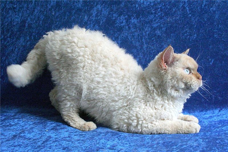 Reglas de cuidado para gatos de la raza German Rex