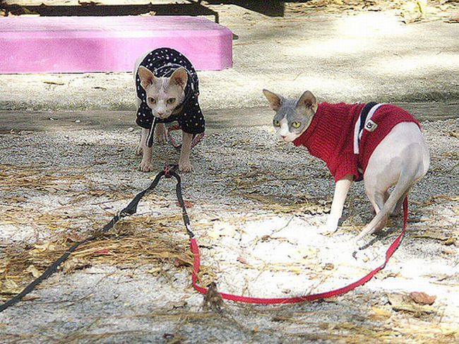 cómo pasear a un gato