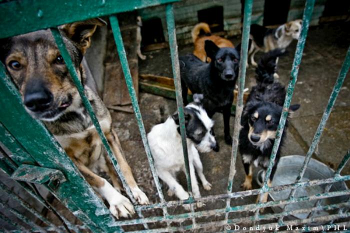 perros callejeros