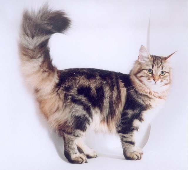 lenguaje corporal del gato