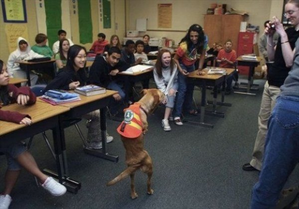 historia asombrosa, perro sobre dos patas
