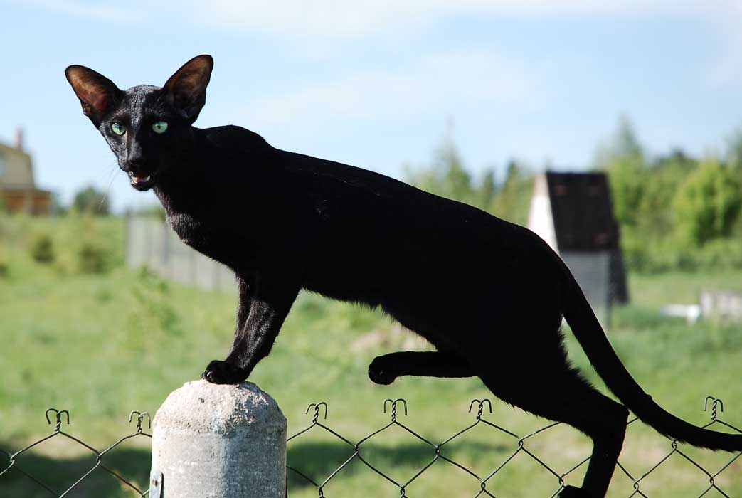 Gatos de raza Oriental