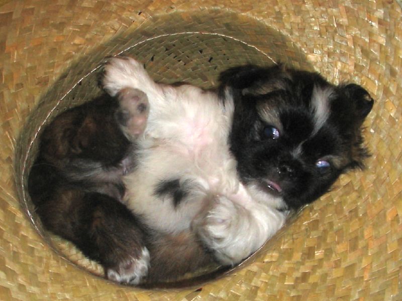 Cachorro pekinés