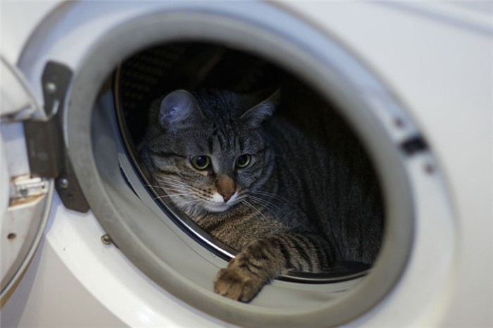 gatos y aparatos