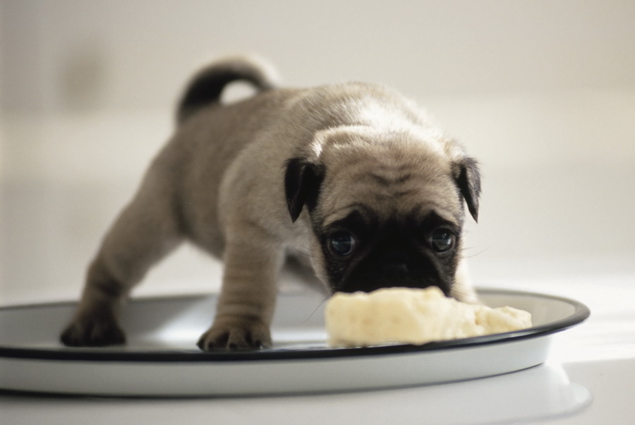 Cómo alimentar a un cachorro