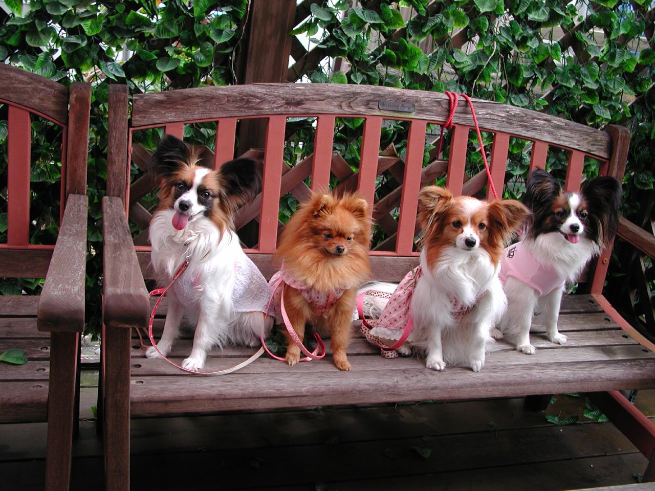 Papillones y spitz
