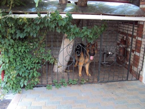 Recinto para perro