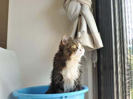 Casa segura para gatos