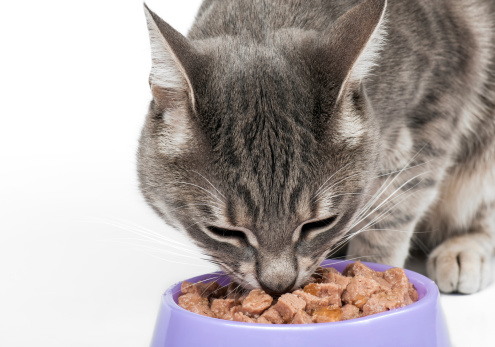 Alimente al gato correctamente