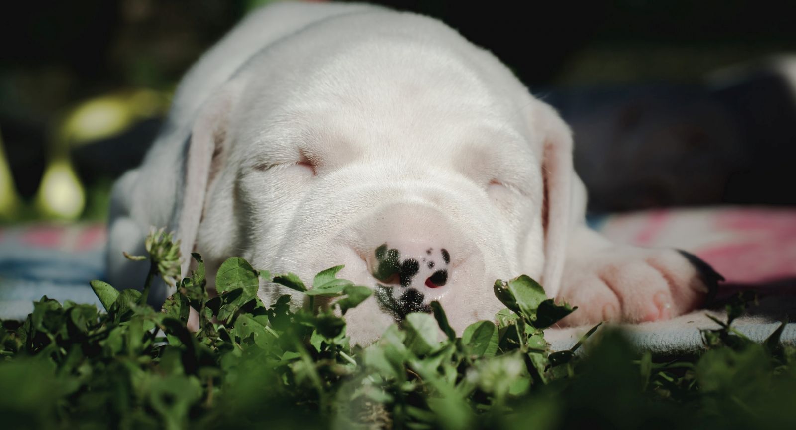 Cachorros de mastín argentino