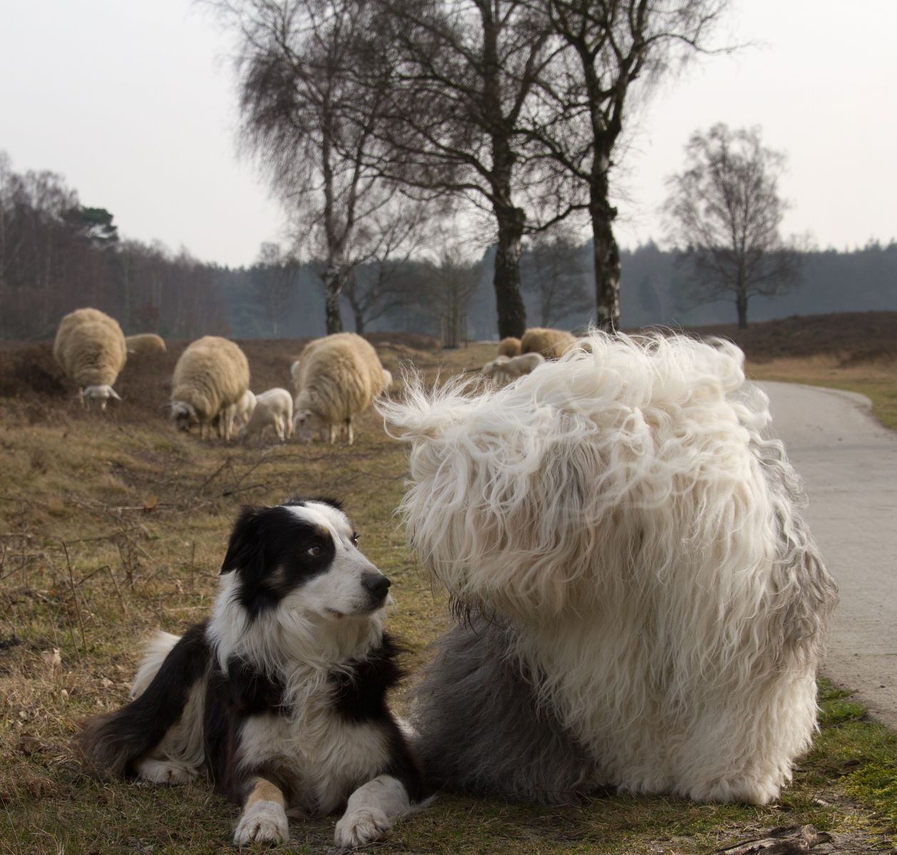 Bobtail y perro sorprendido