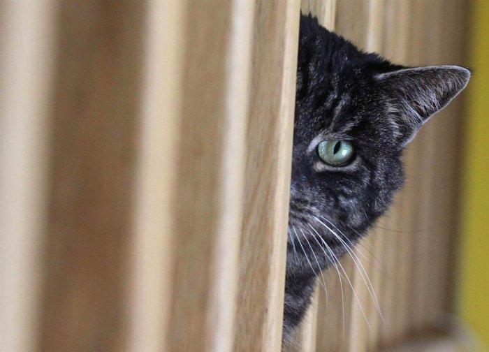 Katze treibt Unfug