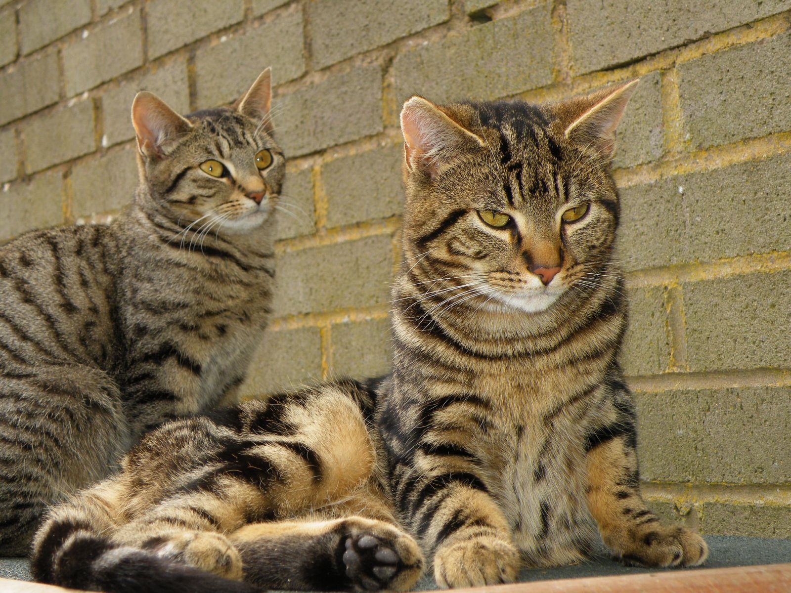 Gatos atigrados