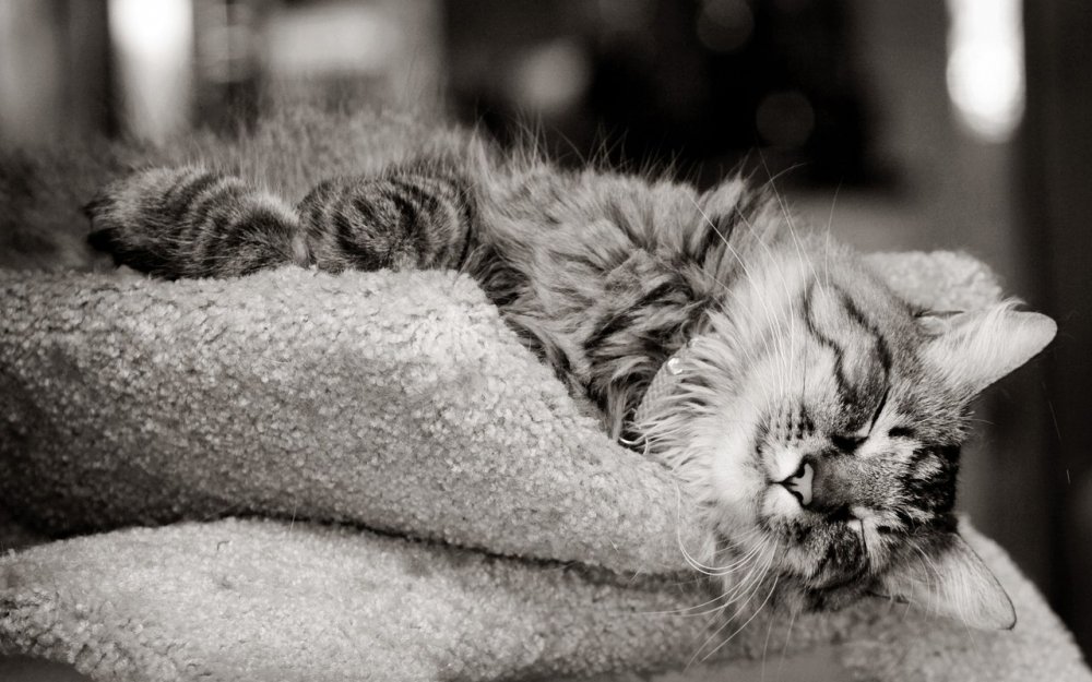 Gatito durmiendo